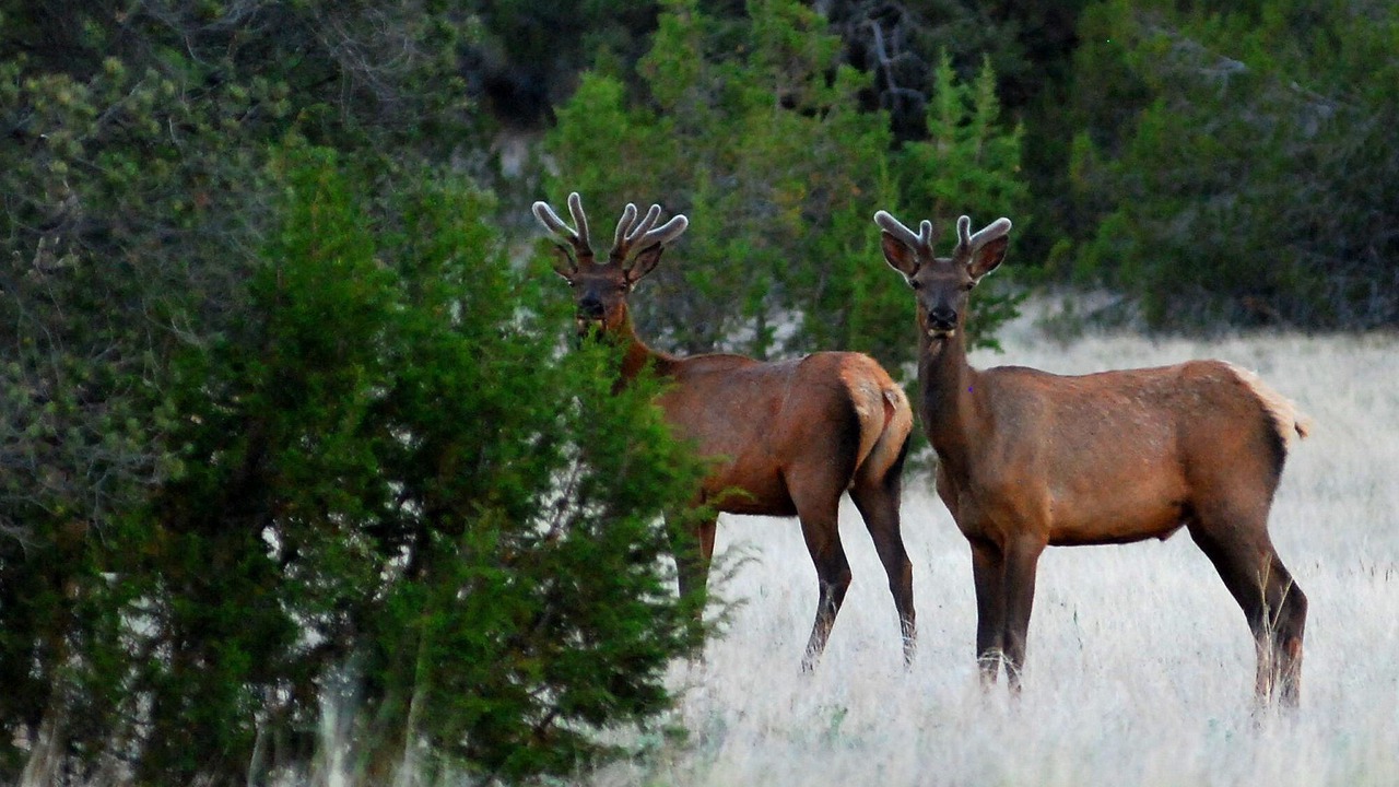 Photo of Outdoor in Catron County