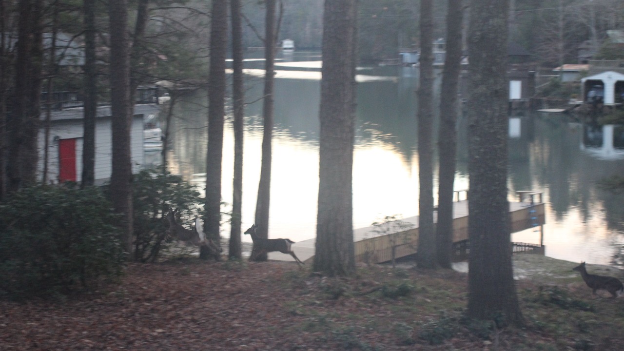 Photo of Outdoor in Tiger