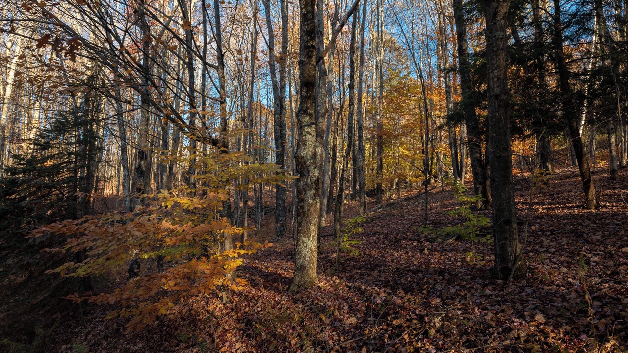 Photo of Others in Fleischmanns