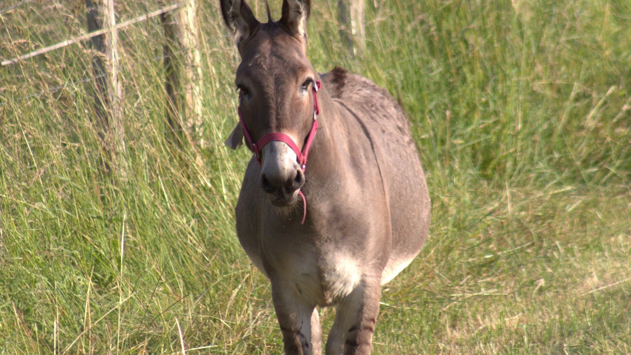 Photo of Others in Le Grand-Pressigny