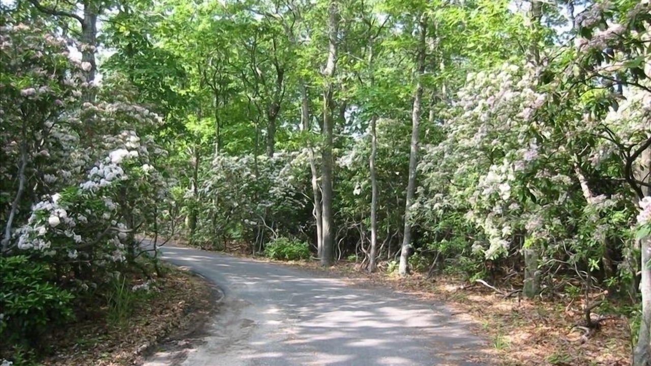 Photo of Outdoor in Wainscott Woods
