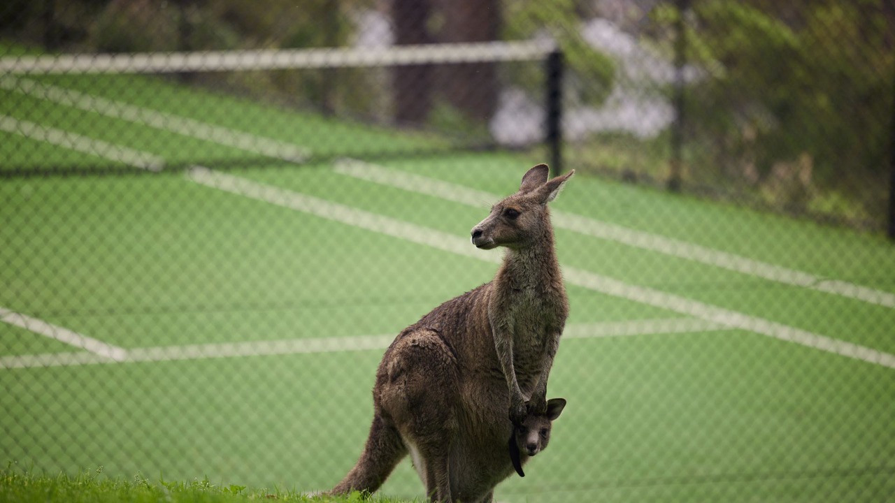 Photo of Others in Lorne