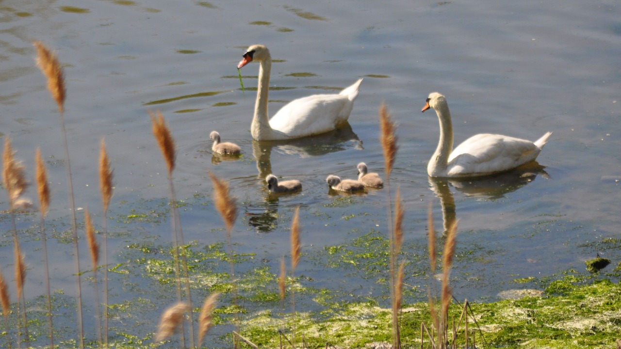 Photo of Others in Mattituck