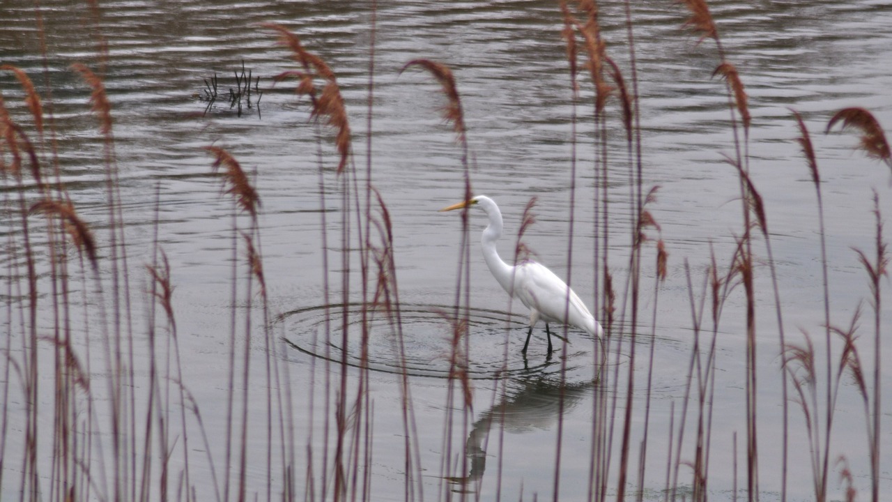 Photo of Others in Mattituck