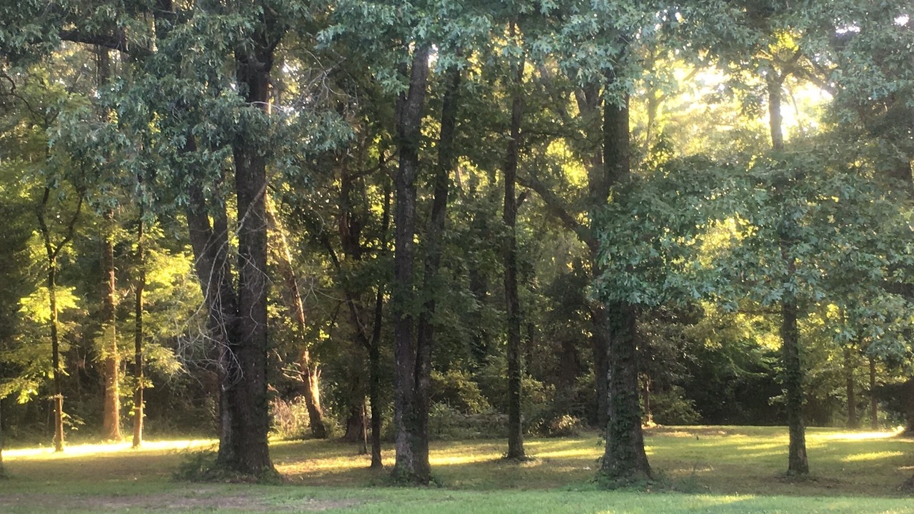 Photo of Others in Natchez