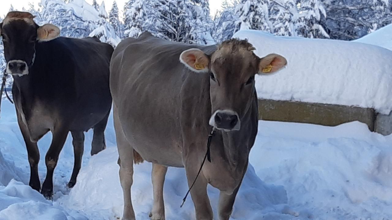 Photo of Others in Krummenau