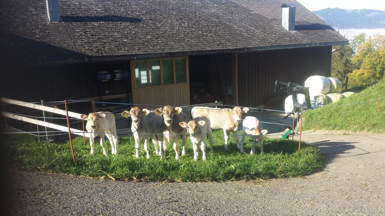 Photo of Others in Krummenau