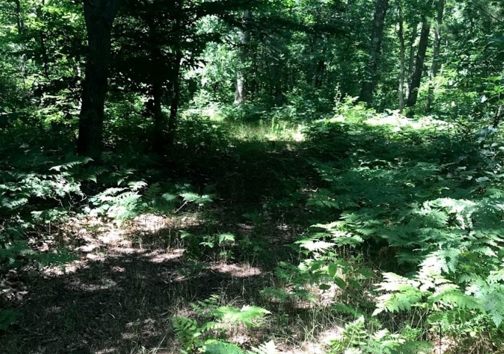 Photo of Outdoor in Newaygo