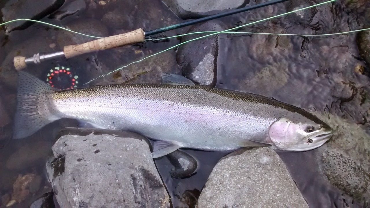 Photo of Others in Siskiyou-Hargadine Historic District
