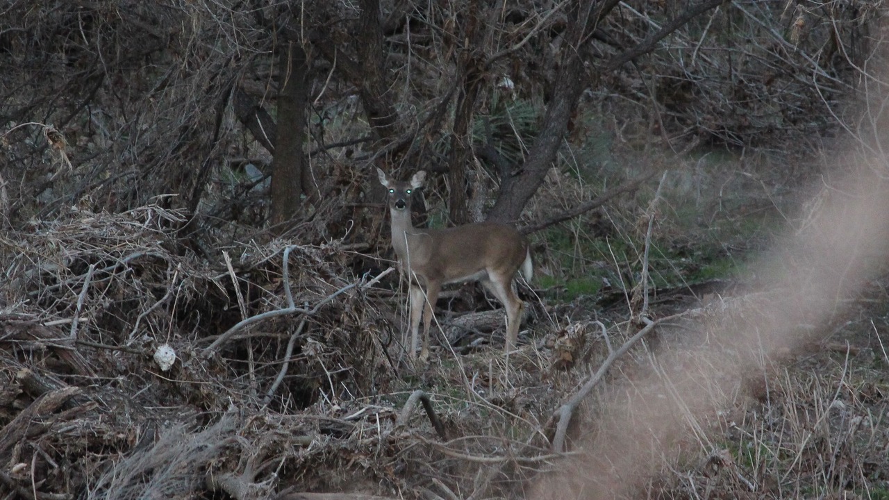 Photo of Outdoor in Menard
