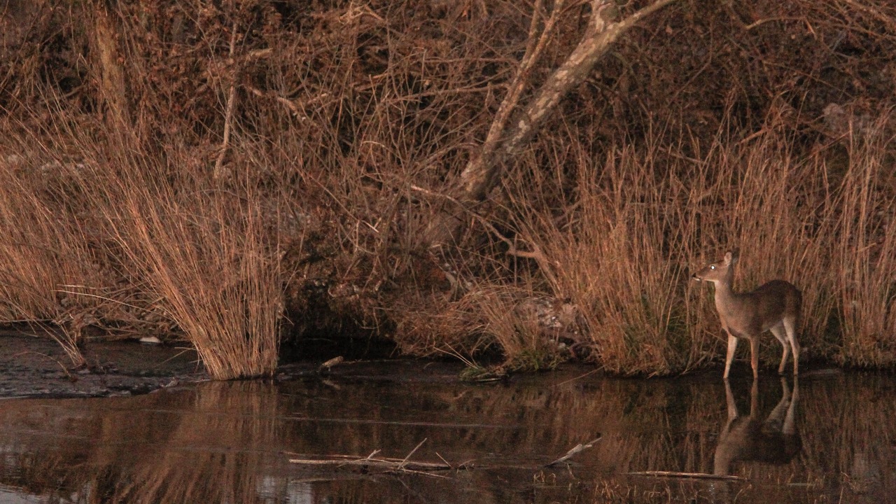 Photo of Others in Menard