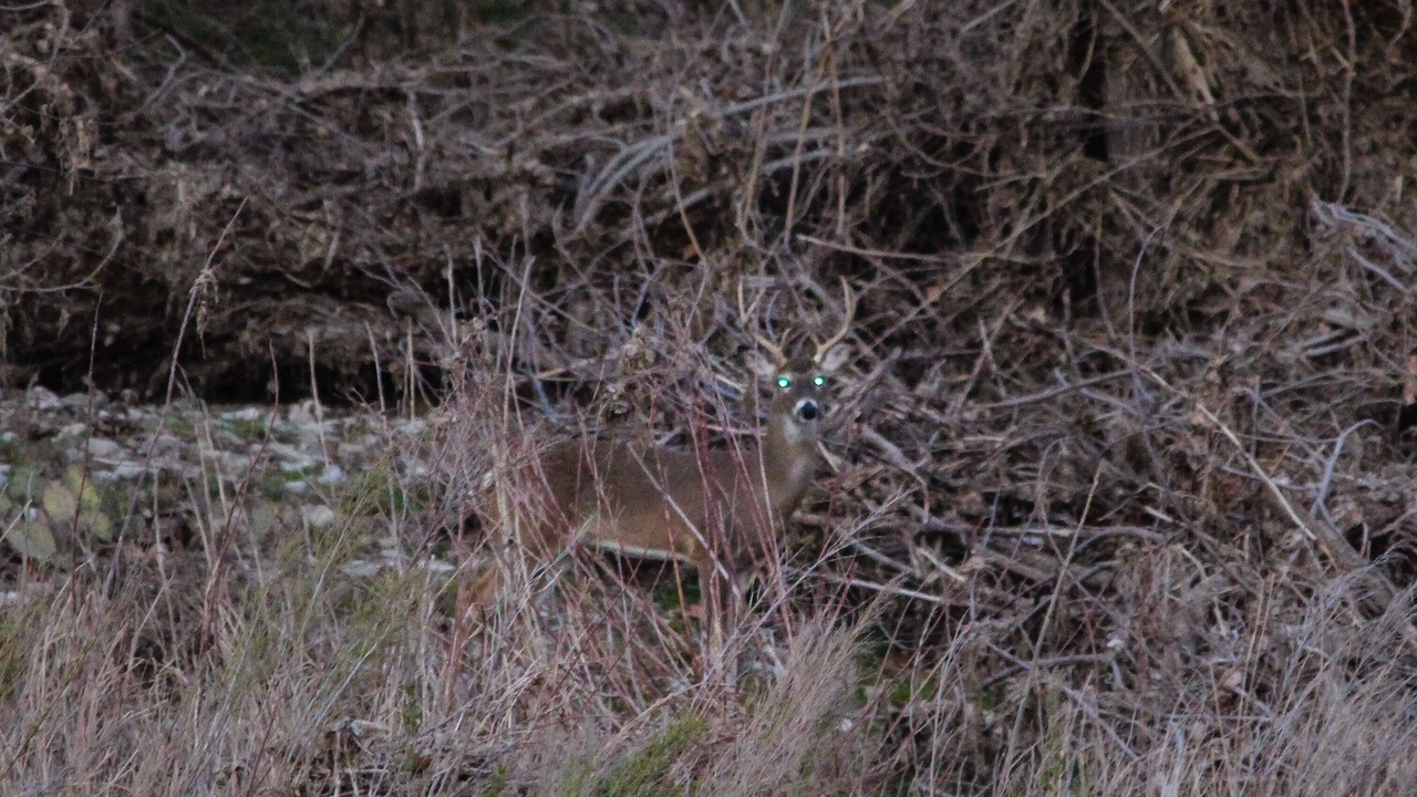 Photo of Outdoor in Menard