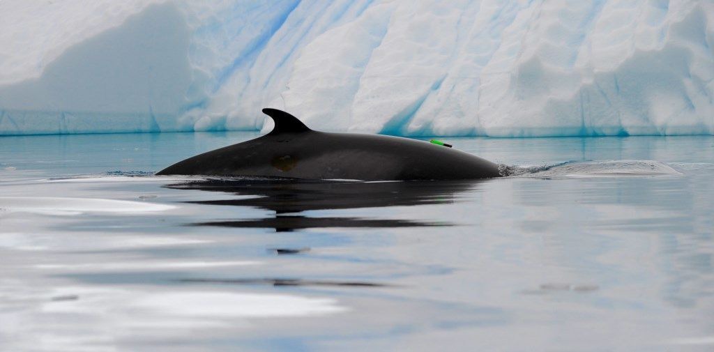 Photo of Others in Depoe Bay