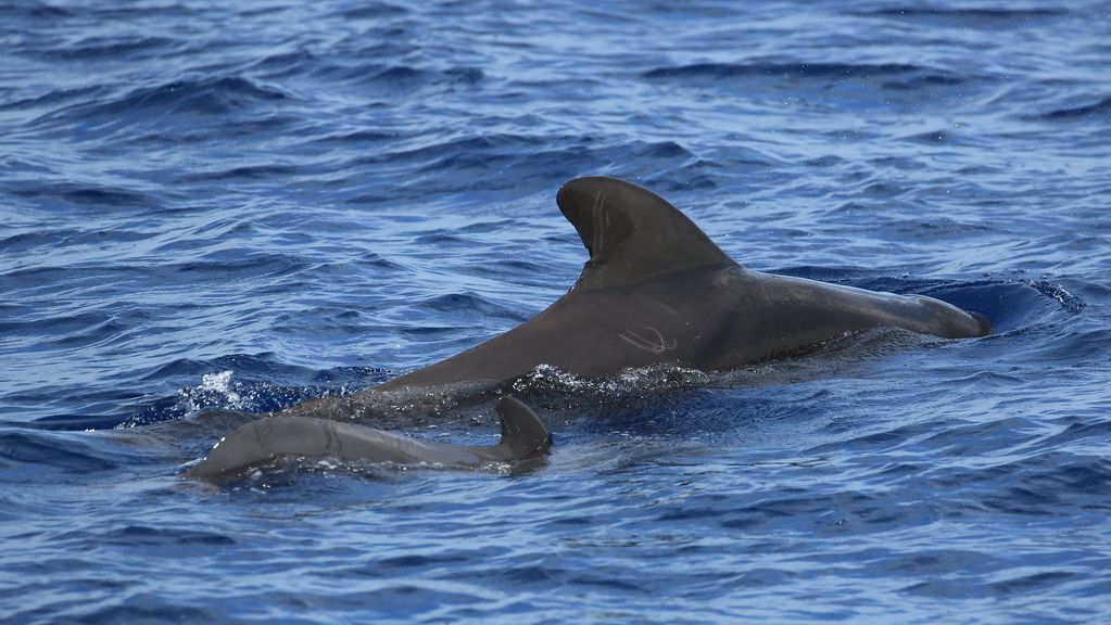 Photo of Others in Depoe Bay