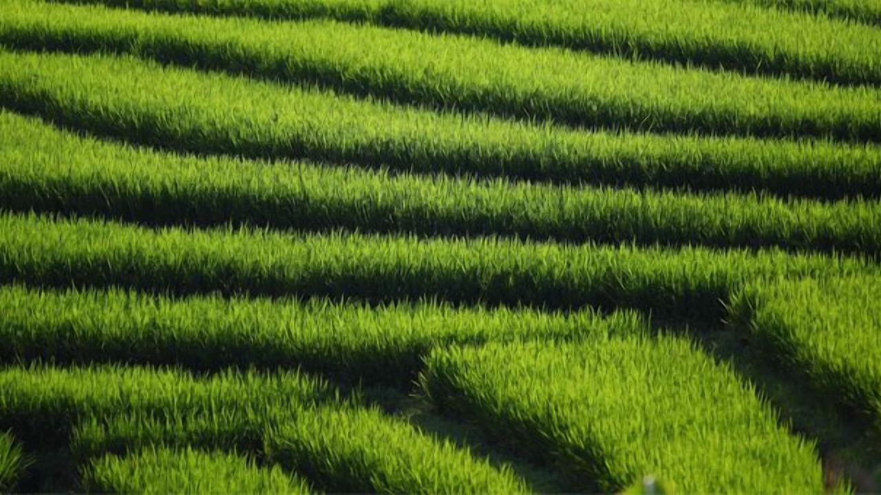 Photo of Others in East Selemadeg