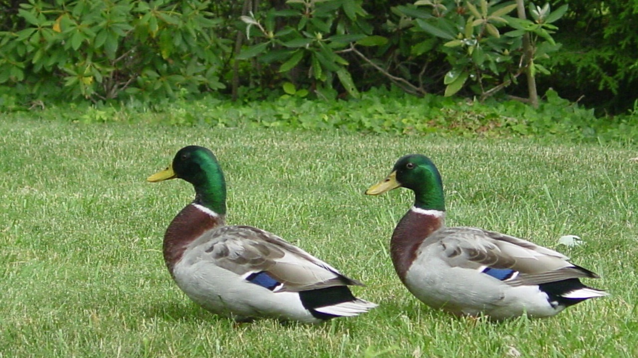 Photo of Others in Waynesville