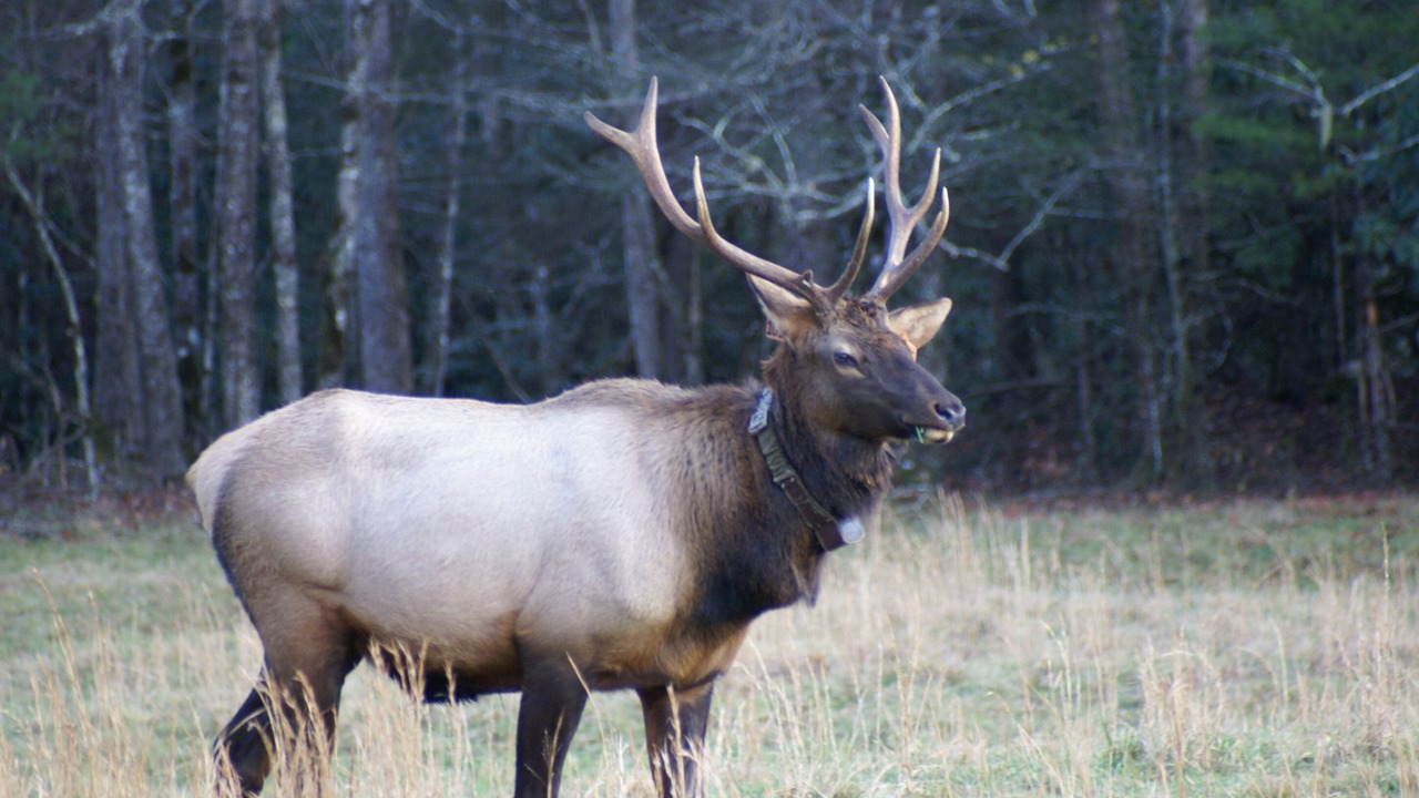 Photo of Others in Waynesville