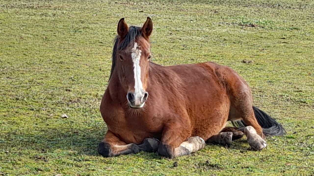 Photo of Outdoor in Saint-Vincent-de-Cosse