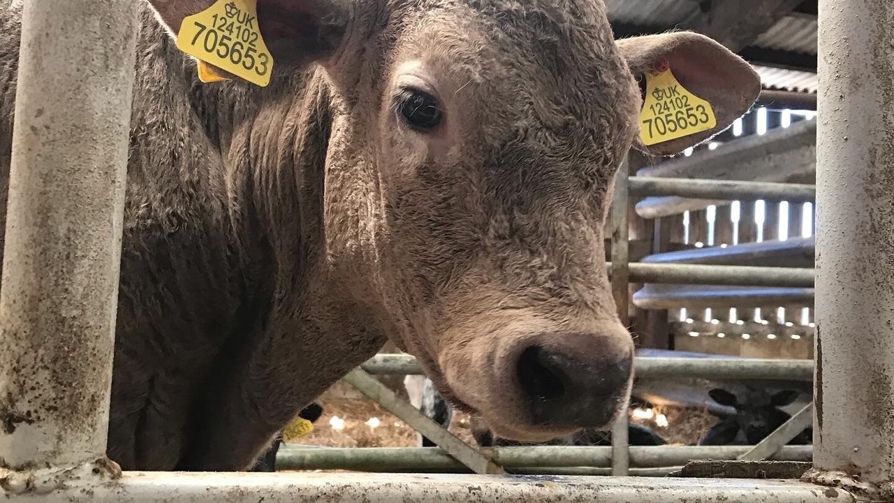 Photo of Others in Ripley