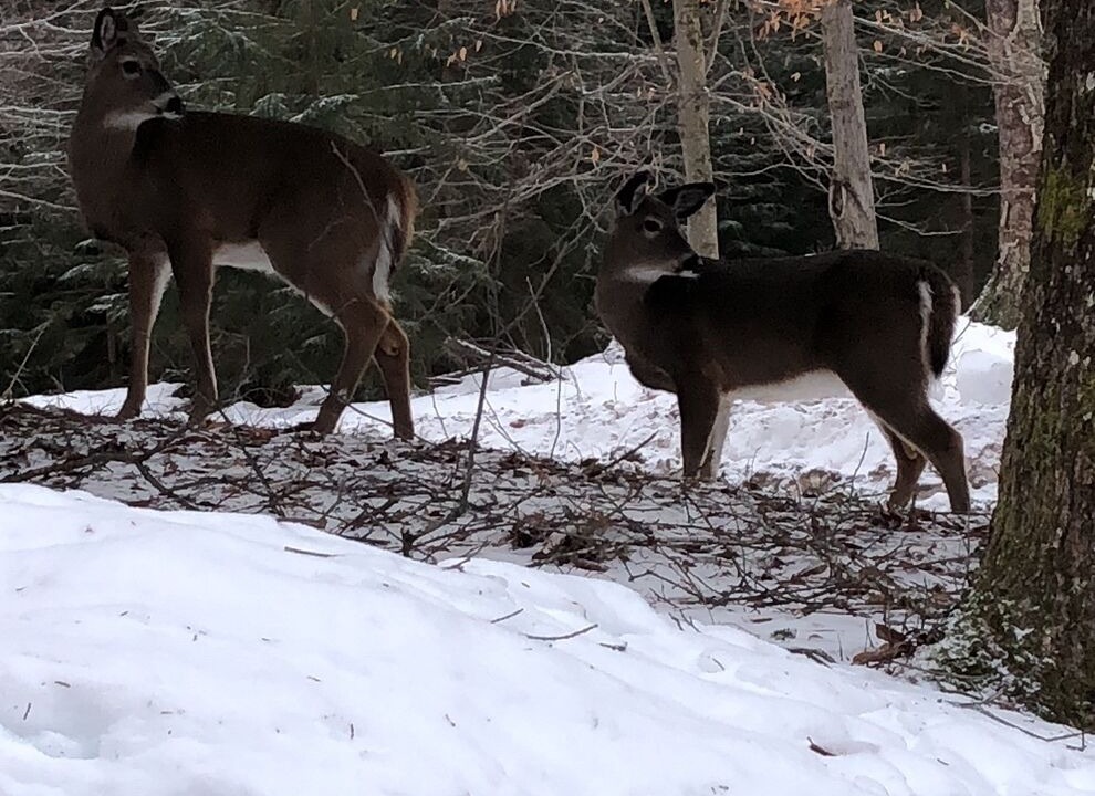 Photo of Outdoor in Town of Webb