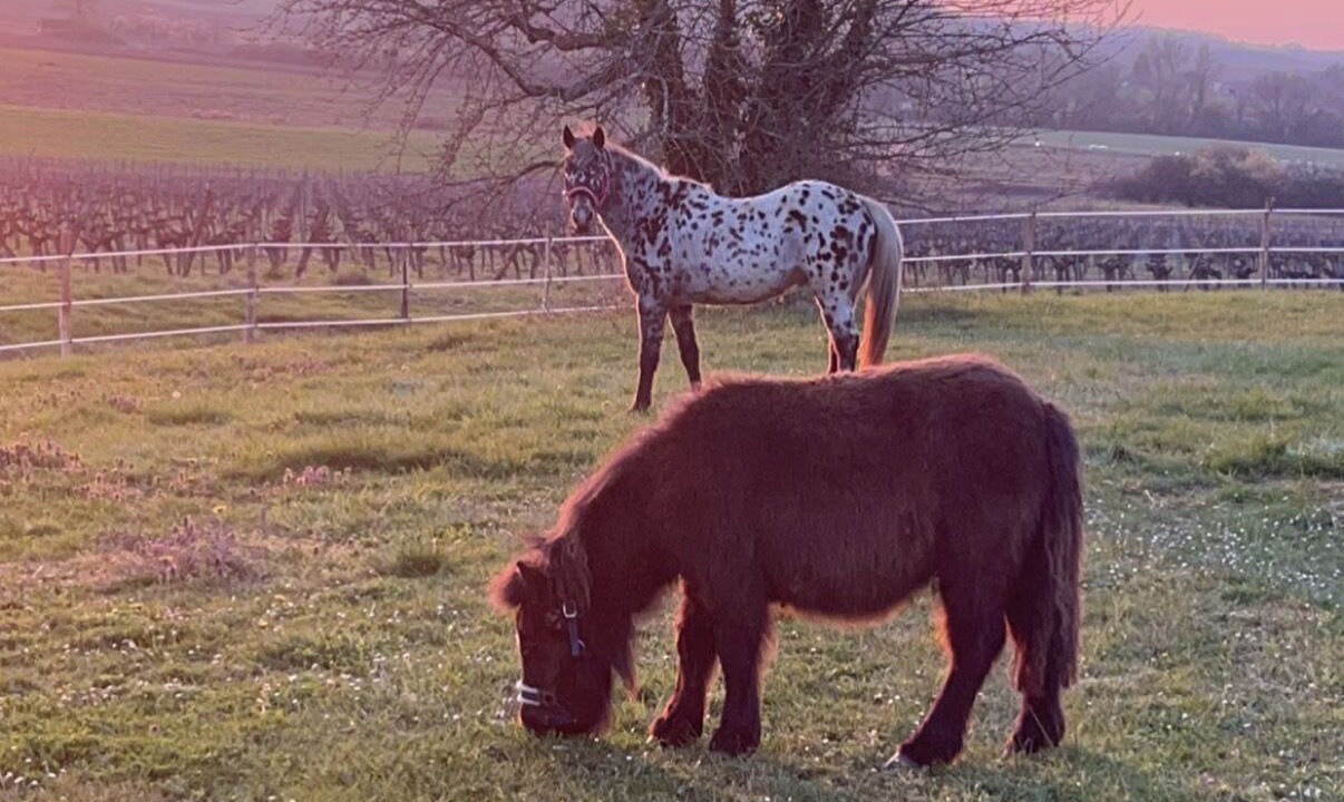 Photo of Outdoor in Gornac