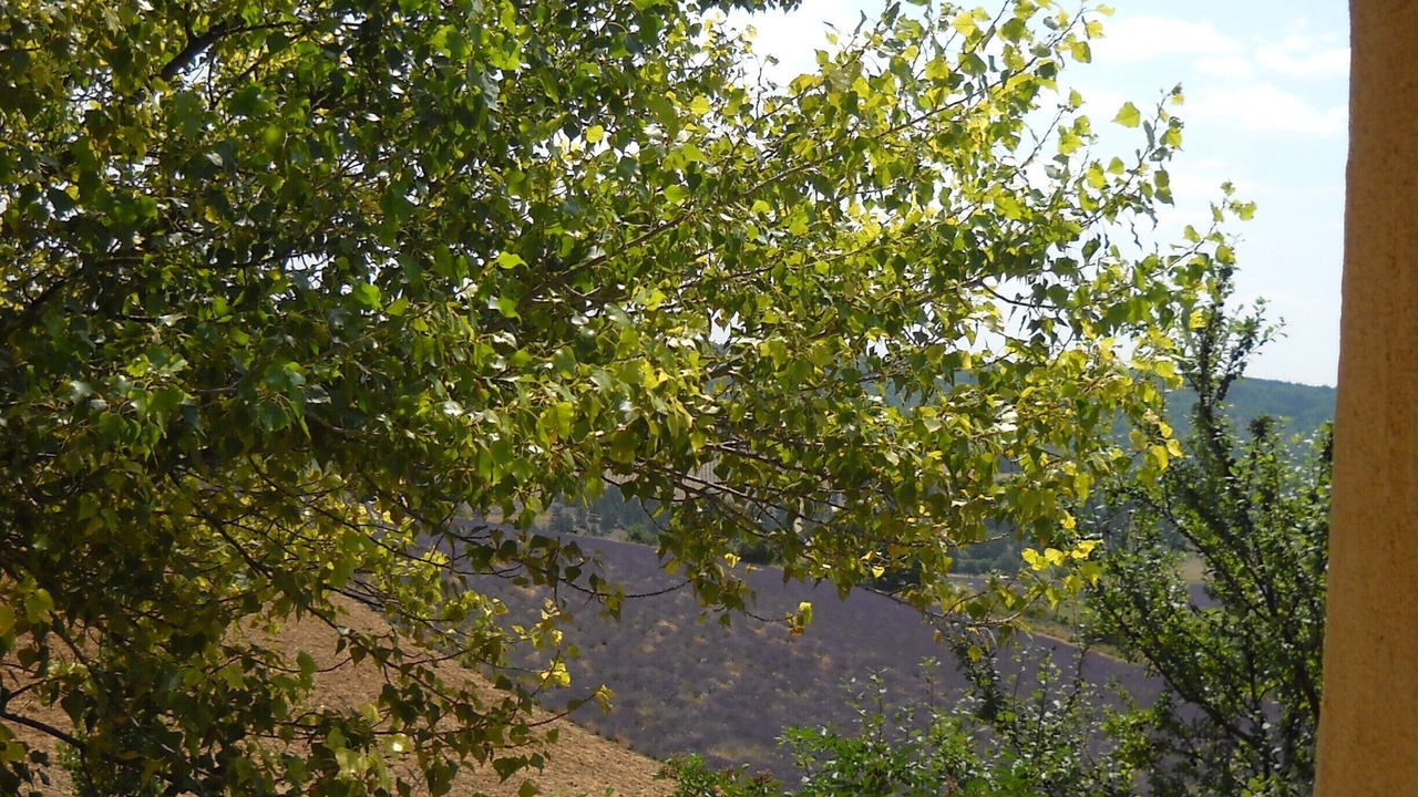 Photo of Outdoor in Aurel