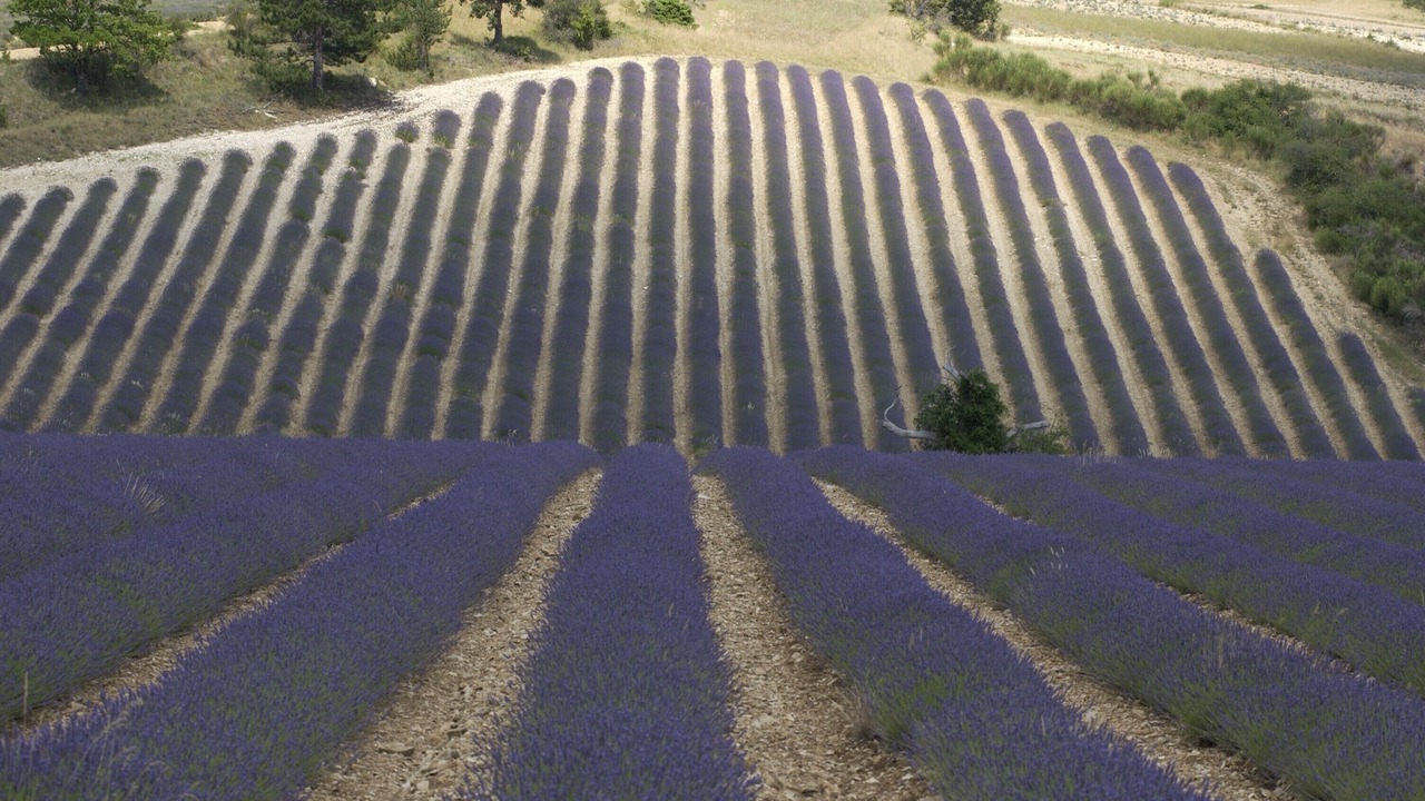 Photo of Others in Aurel