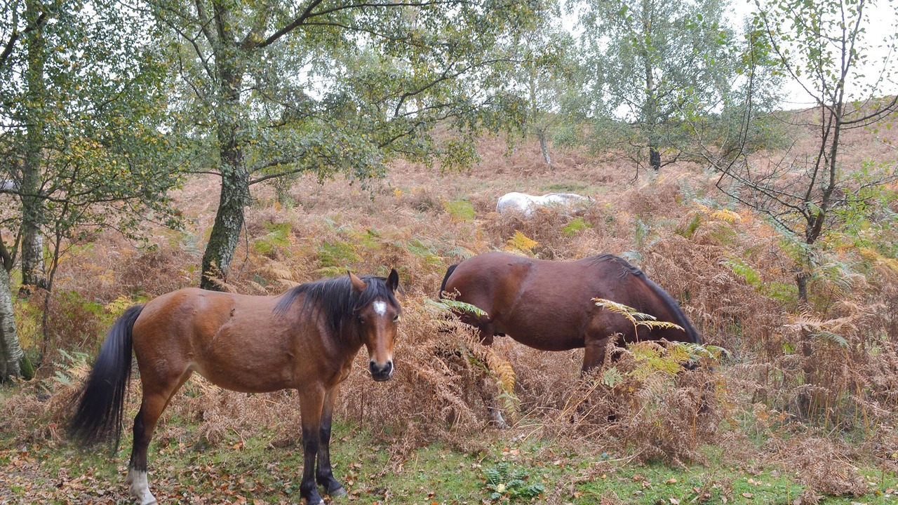 Photo of Others in New Forest District