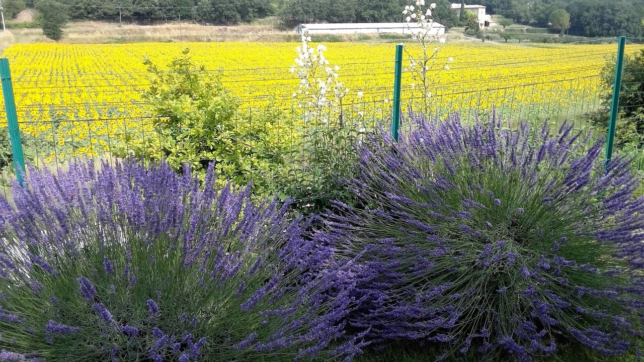 Photo of Outdoor in Saint-Paulet-de-Caisson