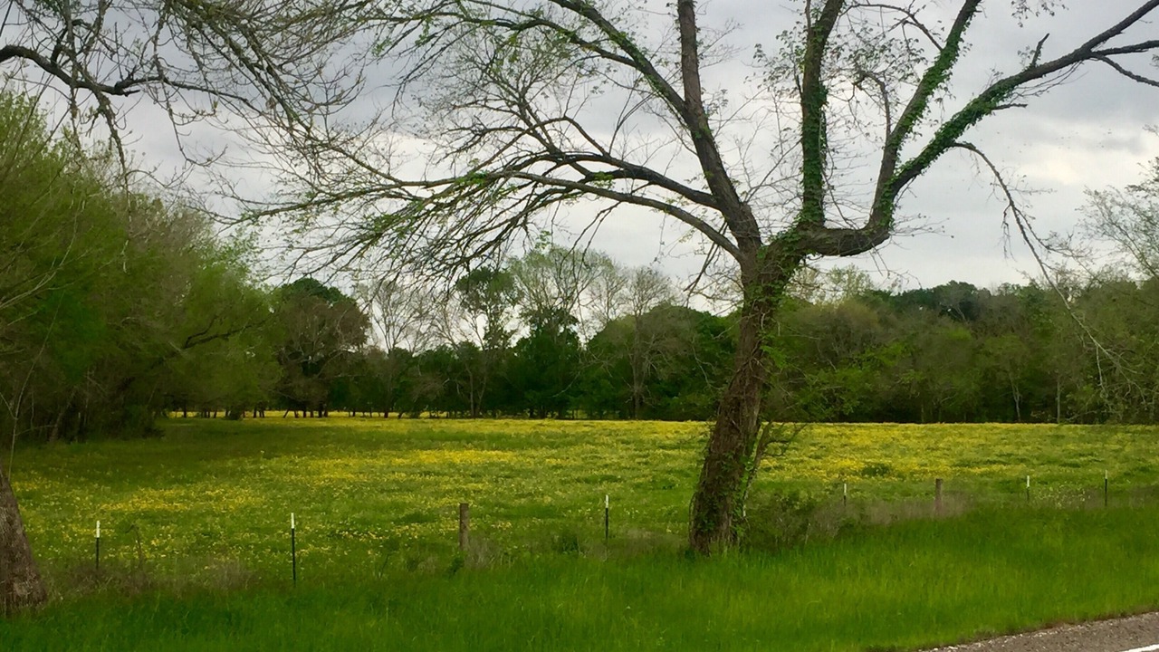Photo of Outdoor in Brenham