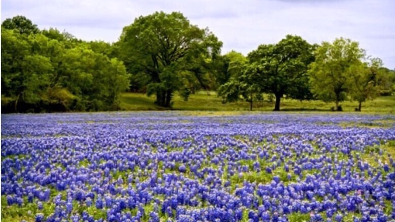Photo of Others in Brenham