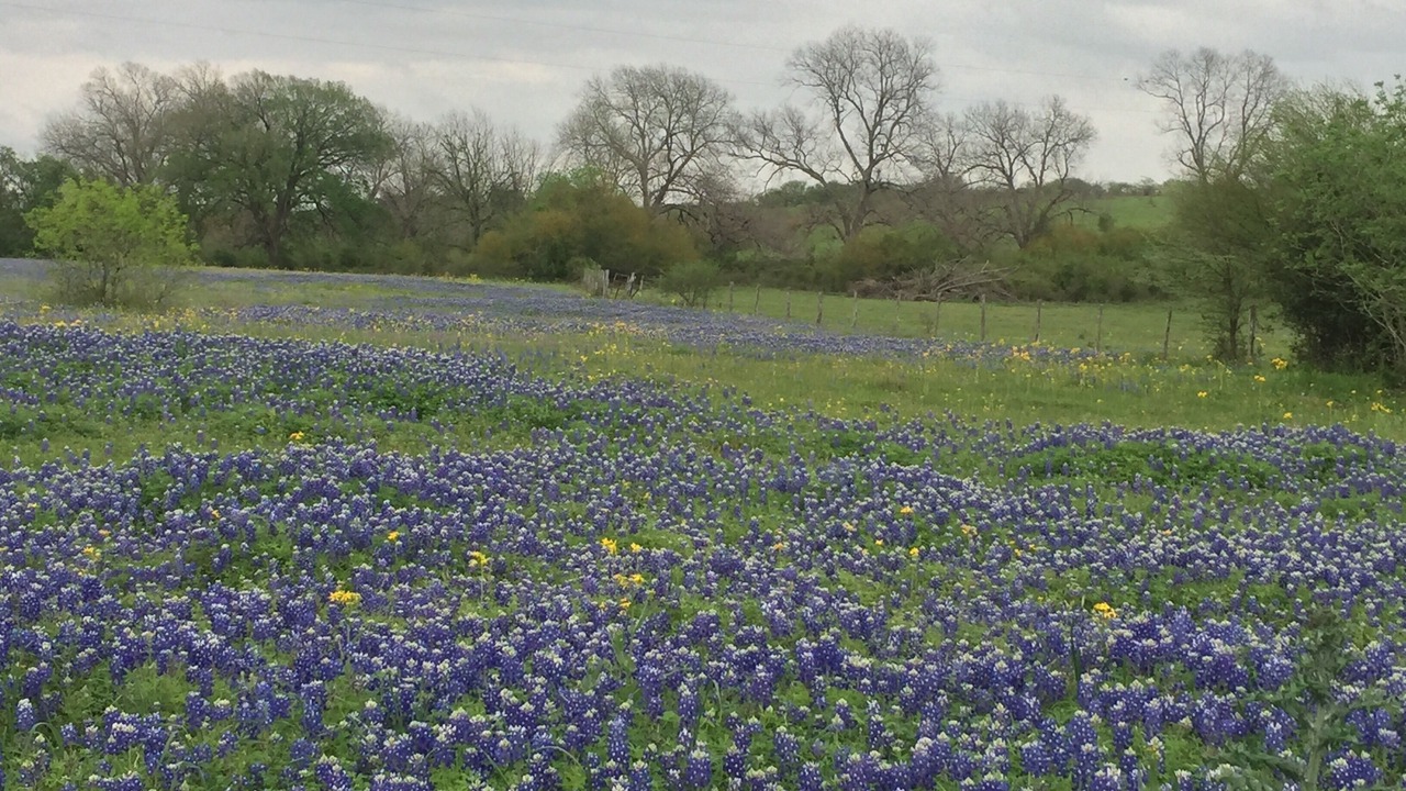 Photo of Others in Brenham