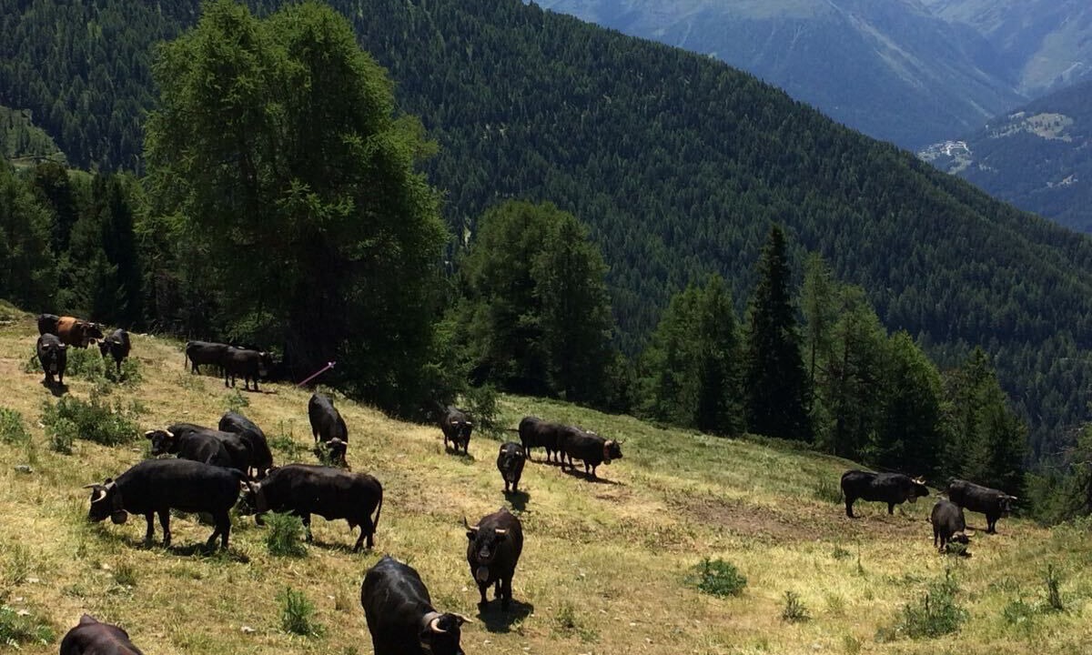 Photo of Outdoor in Chandolin