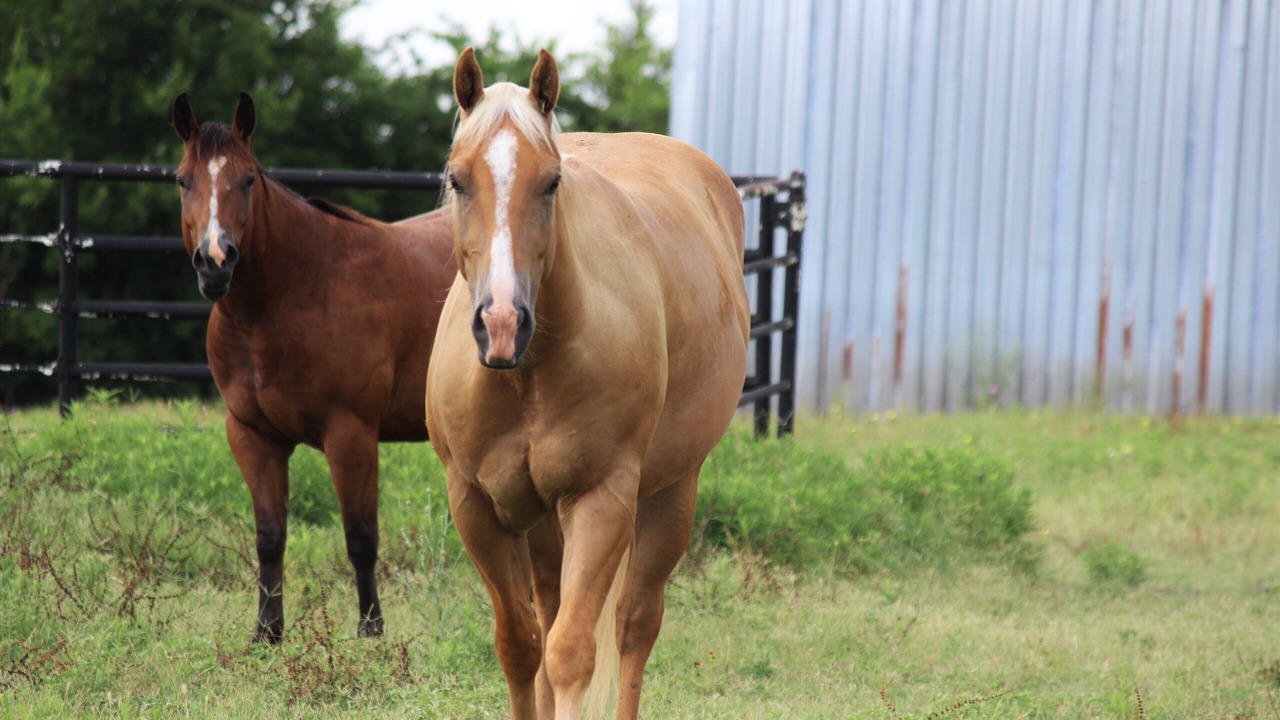 Photo of Others in Brenham