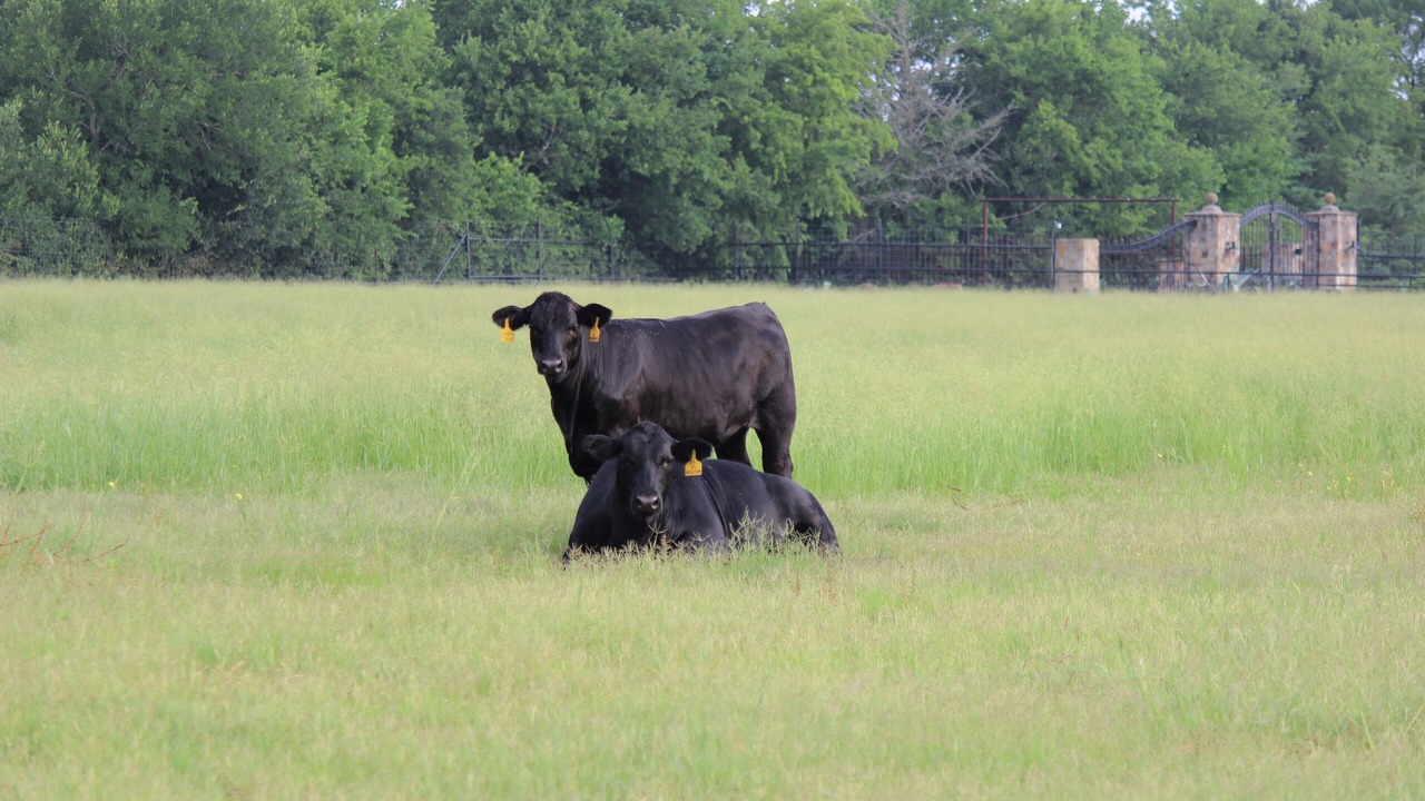 Photo of Outdoor in Brenham