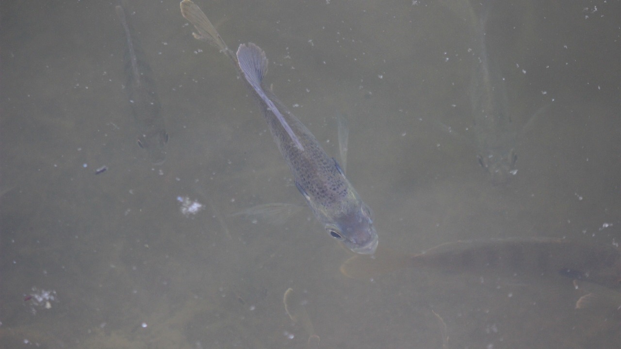 Photo of Others in Brenham
