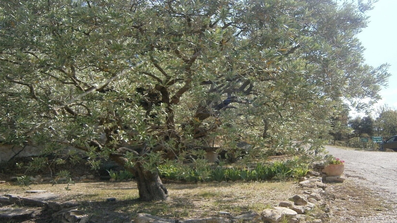 Photo of Outdoor in Crillon-le-Brave