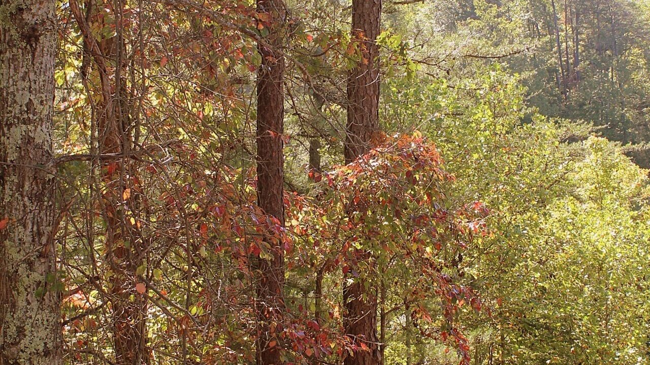 Photo of Others in Pigeon Forge