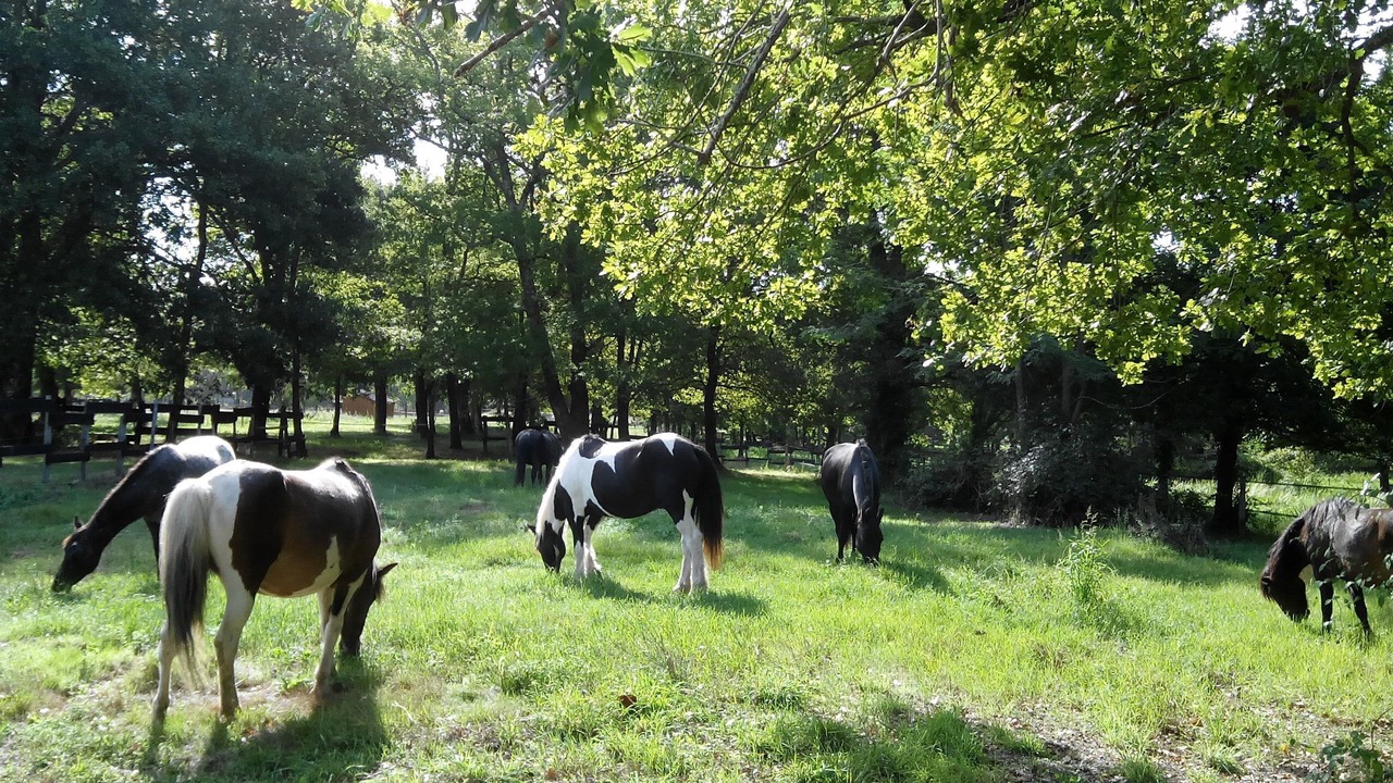 Photo of Outdoor in Saint-Paul-en-Born