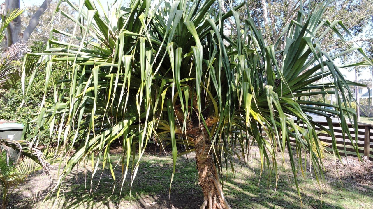 Photo of Outdoor in Crescent Head