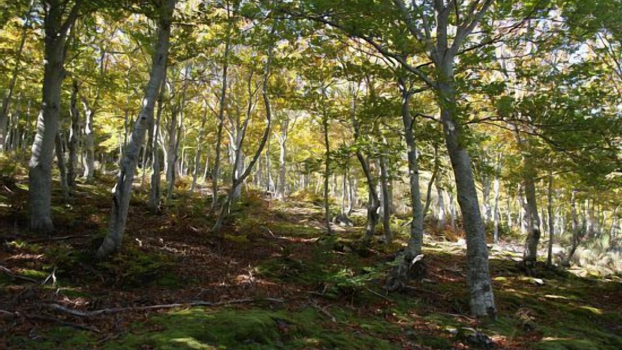 Photo of Outdoor in Anon de Moncayo