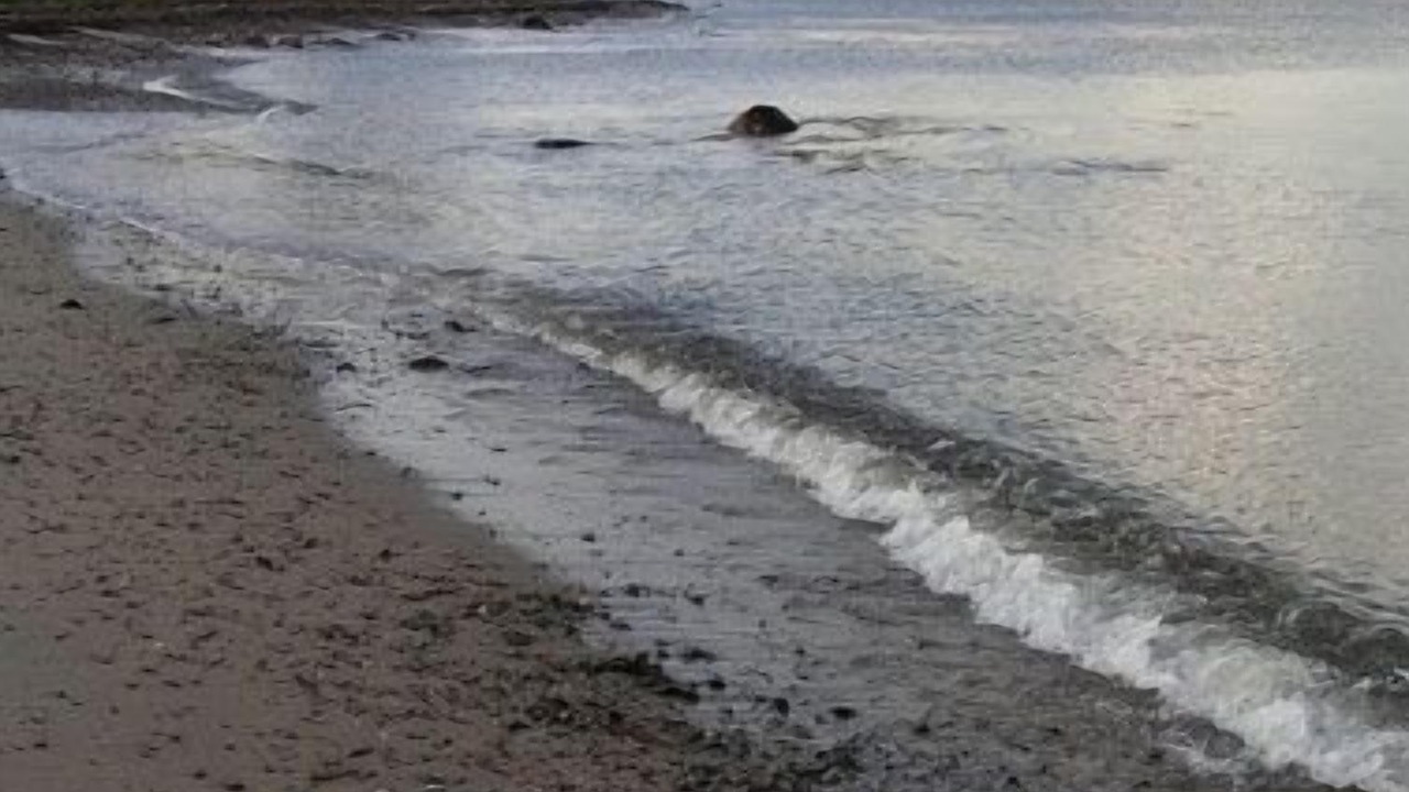 Photo of Others in Seawall