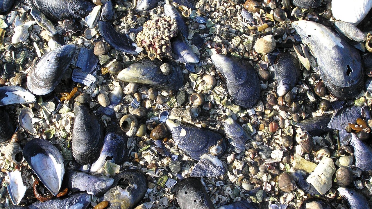 Photo of Others in Seawall