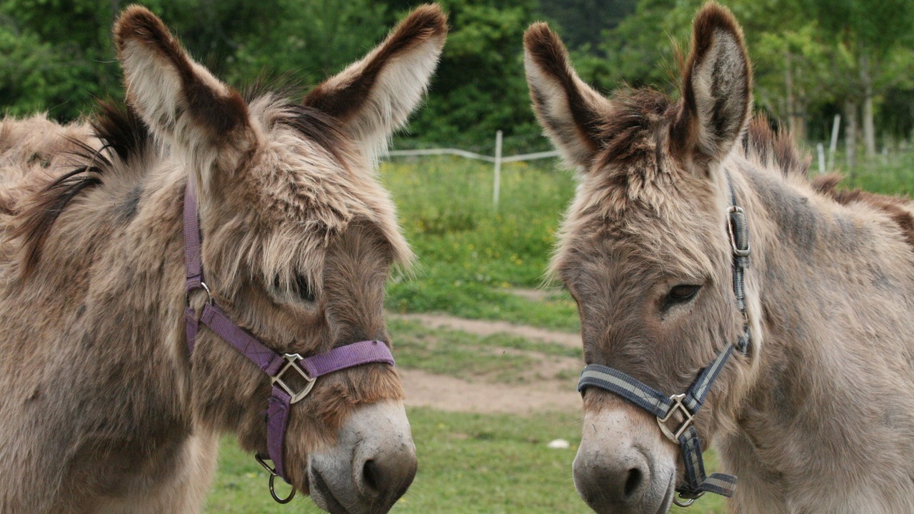 Photo of Outdoor in La Resie-Saint-Martin