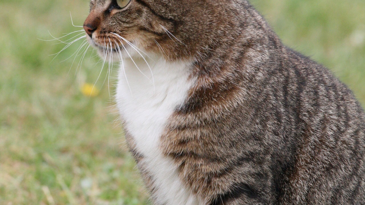 Photo of Outdoor in La Resie-Saint-Martin