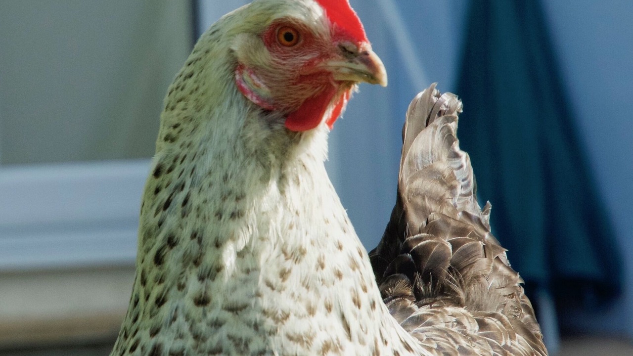 Photo of Others in Cullompton