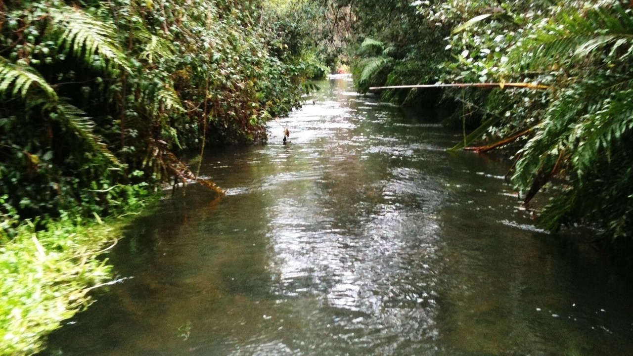 Photo of Others in Turangi