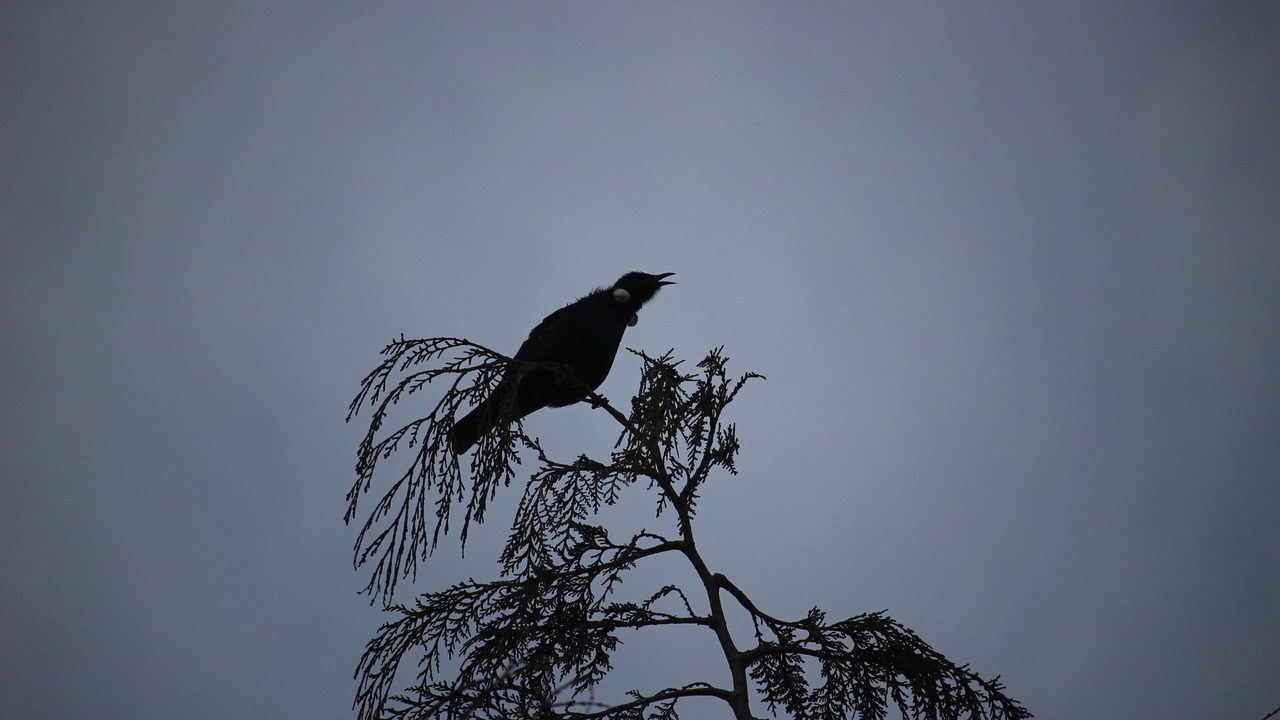Photo of Others in Turangi