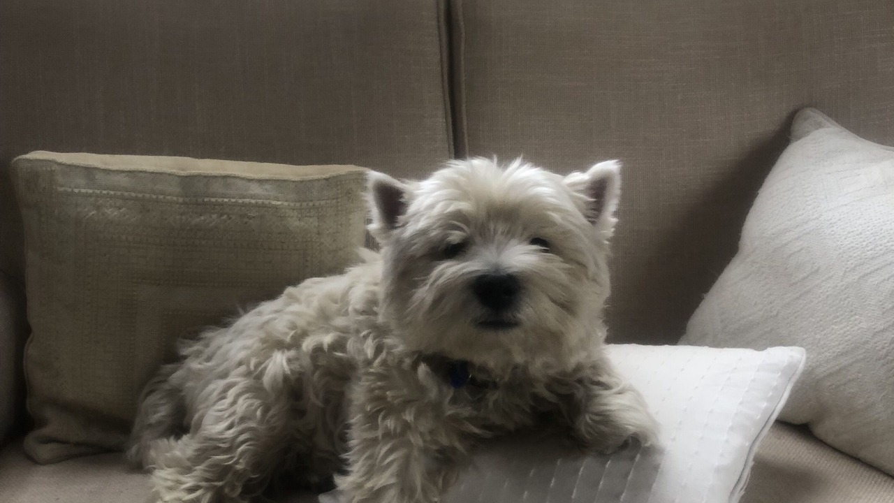 Photo of Others in Turangi