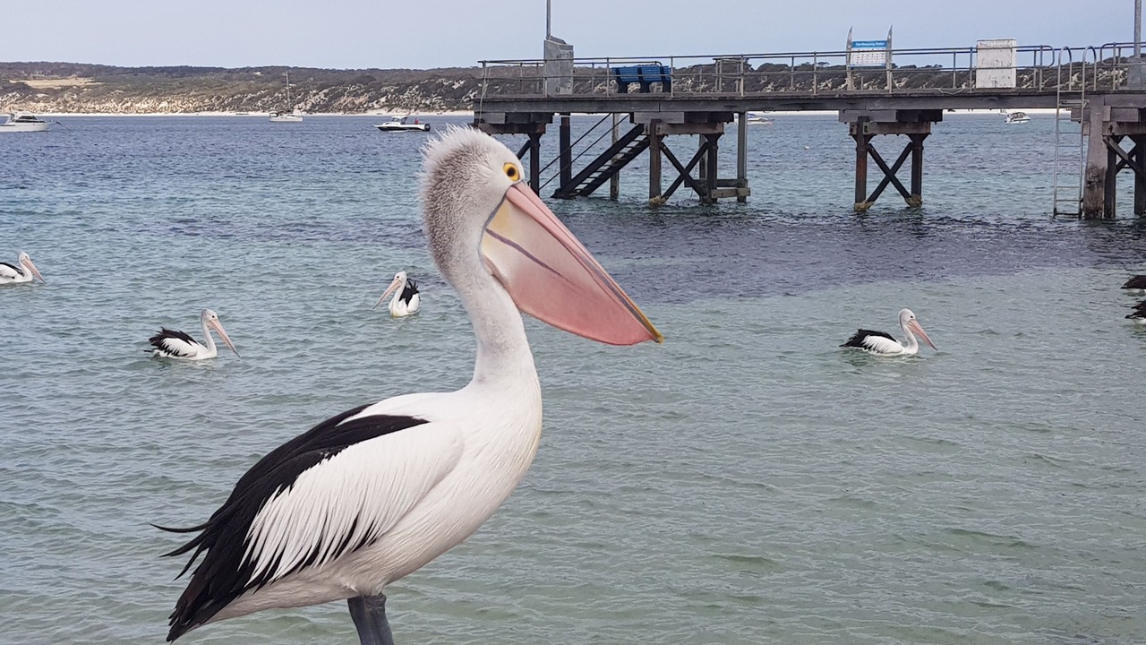 Photo of Others in Emu Bay